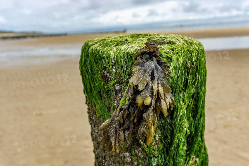 North Sea coast in Zeeland, called Zeeland Riviera, breakwater, made of wooden piles, near Zoutelande, municipality of Veere, Netherlands
