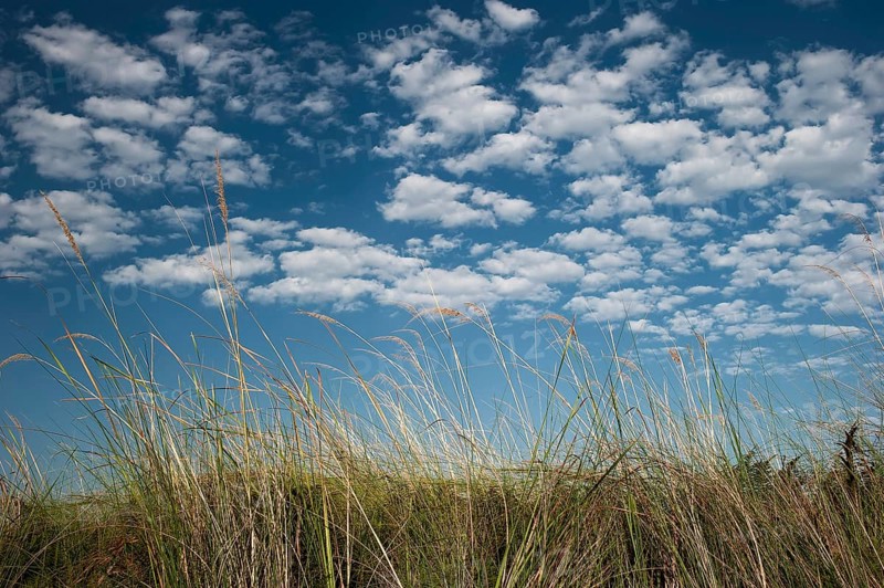 Riparian landscape, nature, natural landscape, river, riverbank, reeds, morning mood, blue sky, friendly, emotion, mood, clouds, puristic, grasses, grass on the Moanachira River in the Okavango Delta, Botswana, Africa