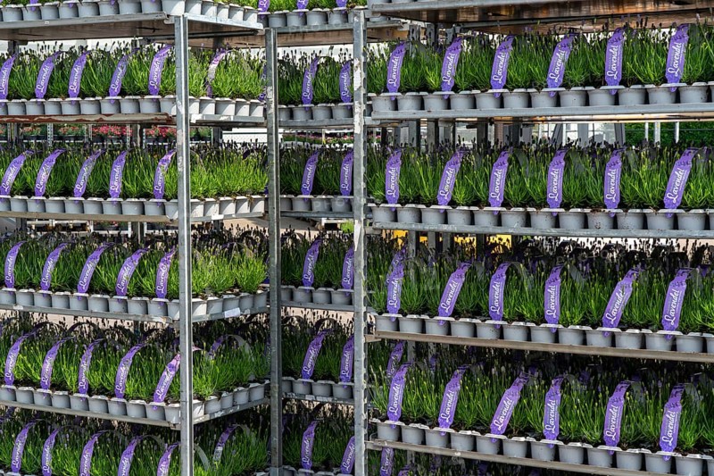 Horticultural company, lavender plants, in flower pots, outdoors, are packed for transport to the customer, North Rhine-Westphalia, Germany, Europe