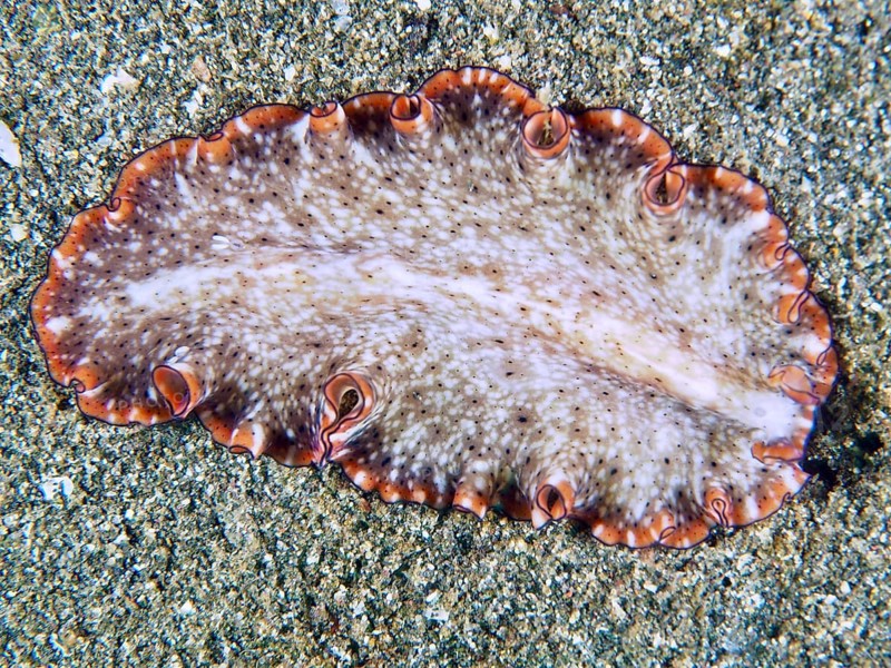 Flatworm with dotted skin and red edges, red-brown whirlpool worm (Pseudoceros) on sandy seabed, dive site Secret Bay, Gilimanuk, Bali, Indonesia, Asia