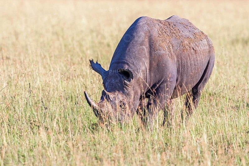 Black rhinoceros (Diceros bicornis) grazing on a savanna grassland in Africa, Maasai Mara National Reserve, Kenya, Africa