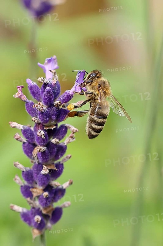European honey bee (Apis mellifera), collecting nectar from a flower of lavender (Lavandula angustifolia), close-up, macro photograph, Wilnsdorf, North Rhine-Westphalia, Germany, Europe