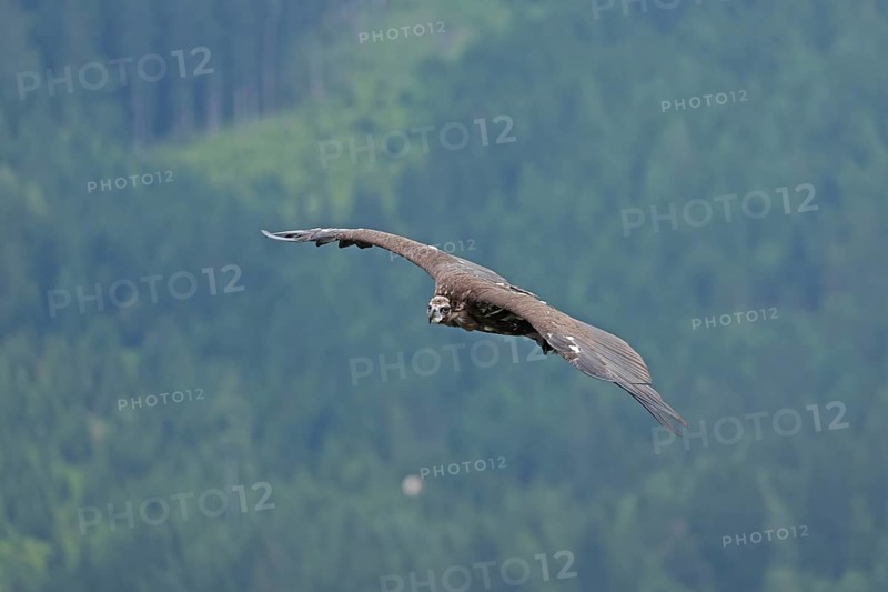 Bearded vulture (Gypaetus barbatus), flying, Hohenwerfen Castle, Salzburger Land, Austria, Europe