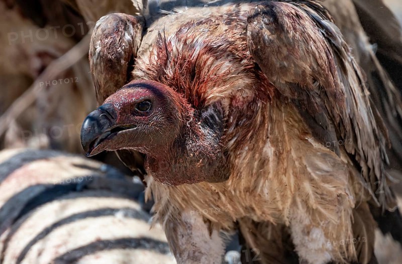 White-backed vulture (Gyps africanus) with bloody head, animal portrait, at the carcass of a dead plains zebra (Equus quagga), Etosha National Park, Namibia, Africa
