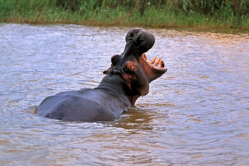 Hippopotamus (Hippopatamus amphibius), adult, yawning, threatening, in water, portrait, Saint Lucia Estuary, Isimangaliso Wetland Park, Kwazulu Natal, South Africa, Africa