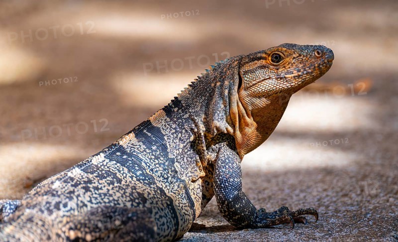 Black spiny-tailed iguana (Ctenosaura similis), adult female, Manuel Antonio National Park, Puntarenas district, Costa Rica, Central America