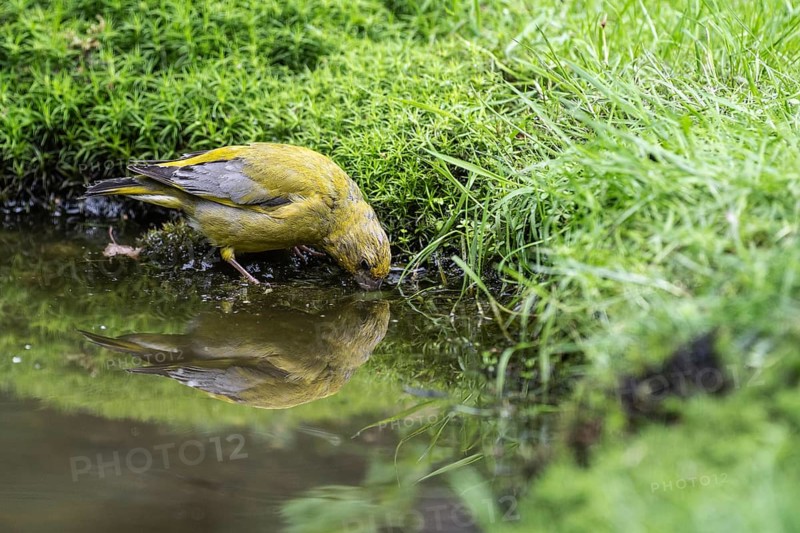 European greenfinch (Carduelis chloris) at the watering hole, Emsland, Lower Saxony, Germany, Europe
