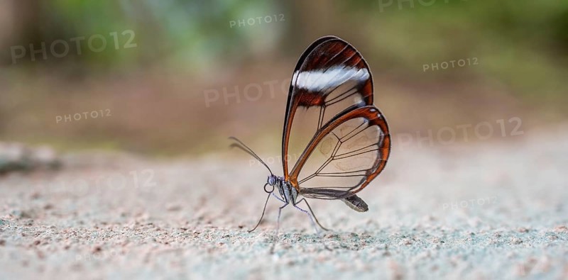 Glasswing butterfly (Greta oto), butterfly with transparent wings sitting on the ground, Alajuela province, Costa Rica, Central America
