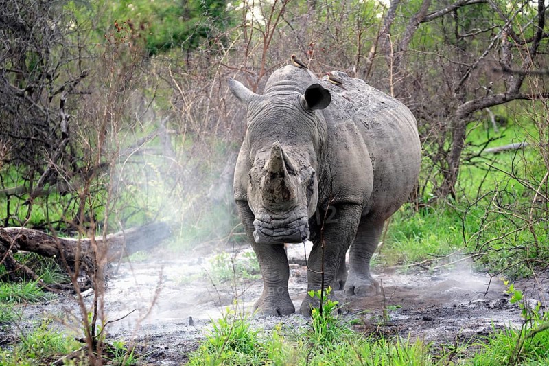 White rhino (Ceratotherium simum), adult, male, alert, startled, Kruger National Park, Kruger National Park, Sabi Game Reserve, South Africa, Africa
