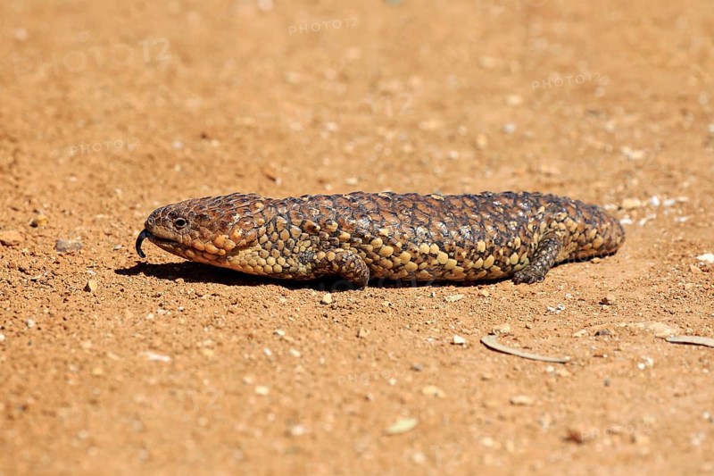 Pine cone lizard, pine cone skink, Sturt lizard (Tiliqua rugosa), adult running, showing tongue, Sturt National Park, New South Wales, Australia, Oceania