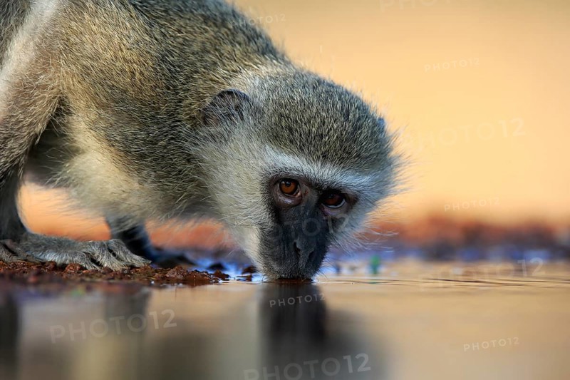 Vervet Monkey (Chlorocebus pygerythrus), adult, drinking, portrait, at the water, Kruger National Park, Kruger National Park, Kruger National Park South Africa