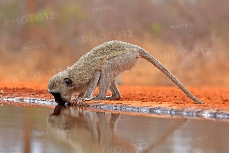 Vervet Monkey (Chlorocebus pygerythrus), adult, drinking, at the water, Kruger National Park, Kruger National Park, Kruger National Park South Africa