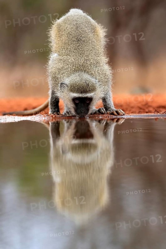 Vervet Monkey (Chlorocebus pygerythrus), adult, drinking, at the water, Kruger National Park, Kruger National Park, Kruger National Park South Africa