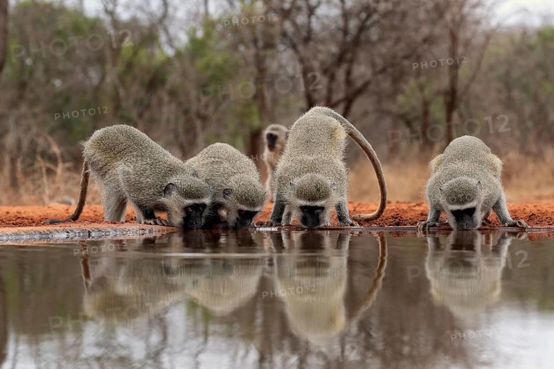 Vervet Monkey (Chlorocebus pygerythrus), adult, group, drinking, at the water, Kruger National Park, Kruger National Park, Kruger National Park South Africa