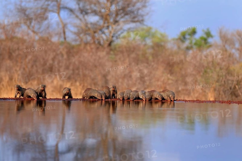 Zebra mongoose (Mungos mungo), adult, group, at the water, drinking, Kruger National Park, Kruger National Park, Kruger National Park South Africa