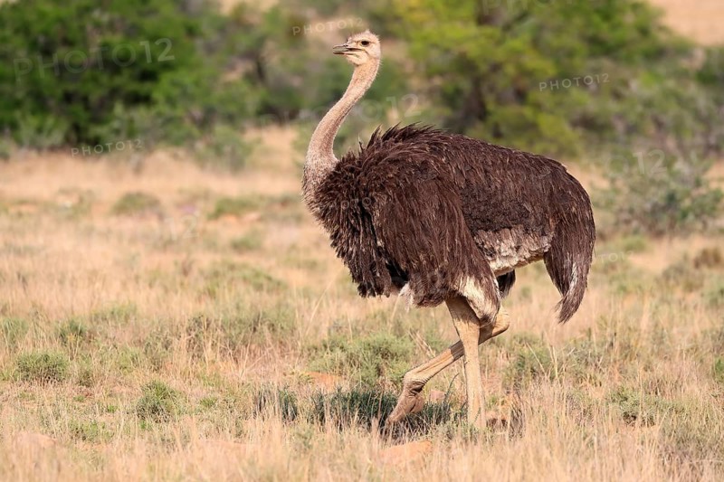 South African ostrich (Struthio camelus australis), common ostrich, adult, female, running, foraging, Mountain Zebra National Park, Eastern Cape, South Africa, Africa
