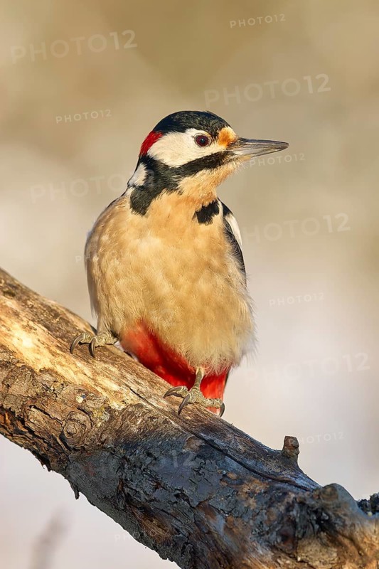 A great spotted woodpecker (Dendrocopos major), sitting on a branch with distinctive red, white and black plumage, Odenwald, Hesse, Germany, Europe