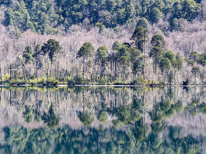 Lake Lago Quilleihue, calm surface, reflections on the water, araucaria trees, Villarica NP near Paso Tromen Ó Mamuil Malal, Chile, South America