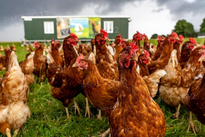 Chickens in a meadow, mobile housing, free-range chickens, free-range eggs, north of Warstein-Allagen, North Rhine-Westphalia, Germany, Europe