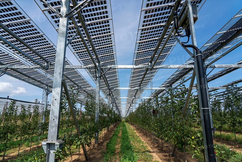 Agri-photovoltaic test plant, an apple orchard with two different systems of PV modules was roofed over 3000 square metres, rain and sunlight comes through, at the same time protection against hail and heavy rain, next to it are the same trees but without a solar roof, as a comparison object, how the PV roof affects the trees and harvest, the field test is accompanied by the Fraunhofer Institute for Solar Energy Systems ISE, in Grafschaft-Gelsdorf, Rhineland-Palatinate, Germany, Europe