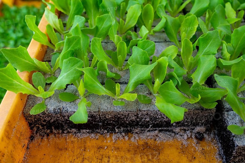 Lettuce plants, in press pots, they are planted in a field with a planting machine, agriculture, spring