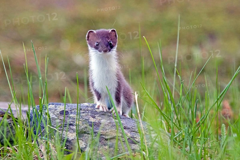 Ermine, (Mustela erminea), large weasel, marten-like, Nordkinnhalvoya, Norway, Europe