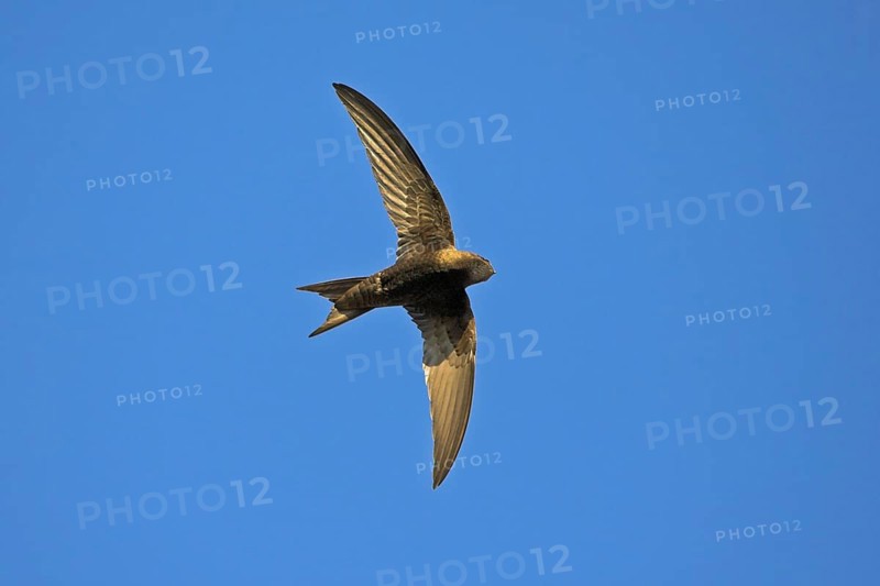Common swift (Apus apus), family of swallows, Mannheim, Baden-Württemberg, Federal Republic of Germany