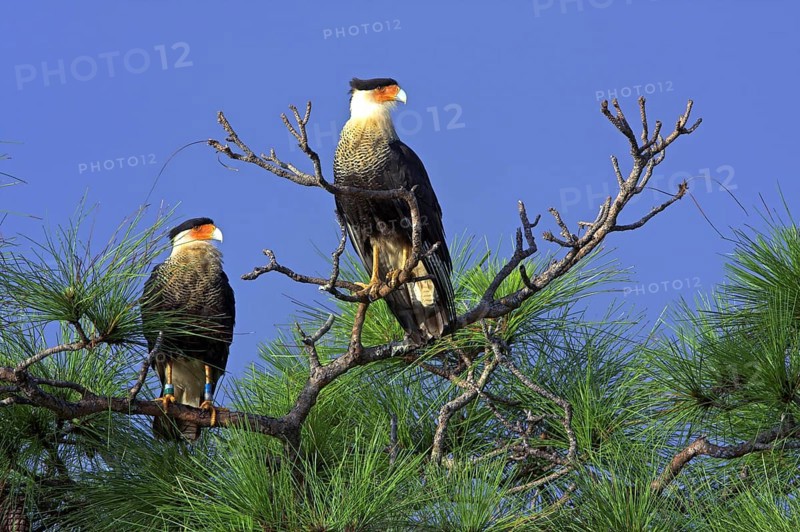 Two southern crested caracara (Caracara plancus), Viera Wetlands, Titusville, Florida, USA, North America