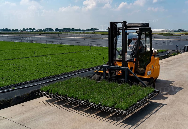 Horticultural business, lavender plants, in flower pots, outdoors, being transported to make them ready for sale, North Rhine-Westphalia, Germany, Europe