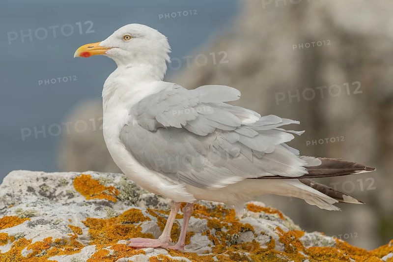 Herringgull (Larus argentatus) sitting on a rock. Camaret, Crozon, Finistere, Brittany, France, Europe