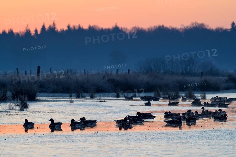 White-fronted Goose (Anser albifrons), at roost, in front of sunrise, dusk, morning, Dingdener Heide Nature Reserve, North Rhine-Westphalia, Germany, Europe