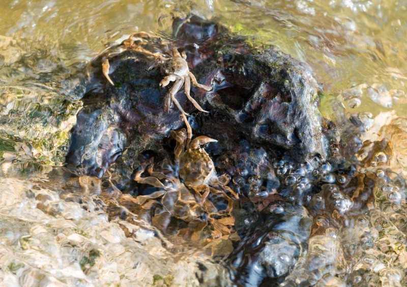 Several chinese mitten crab (Eriocheir sinensis), invasive species, neozoon, crabs, juveniles, cling to a rock on their migration upstream and seek shelter on it, fast-flowing, agitated water with trapped air bubbles washes around stones, rapids, river, water body, barrage of the Elbe in Geesthacht, Lower Saxony, Schleswig-Holstein, Germany, Europe
