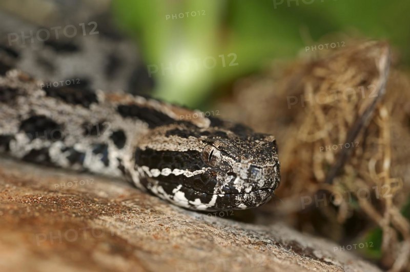 Pygmy rattlesnake (Sistrurus miliarius barbouri), Everglades National Park, Florida, USA, North America