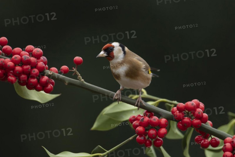 European goldfinch (Carduelis carduelis) adult bird on a Holly tree branch with red berries in winter, England, United Kingdom, Europe