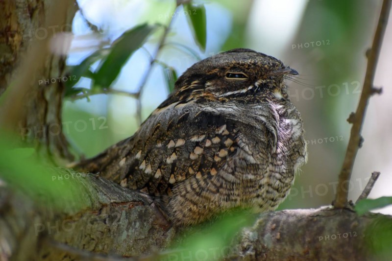 Very rarely seen Little Nightjar (Setopagis parvula), spends the day sleeping in the bushes, Reserva Ecologica Costanera Sur, Buenos Aires, Argentina, South America