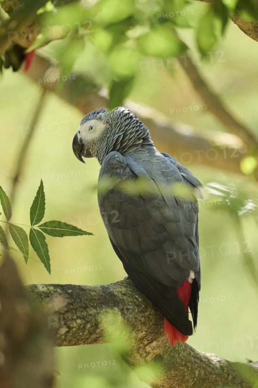 Grey parrot (Psittacus erithacus) sitting on a branch, captive, distribution Africa
