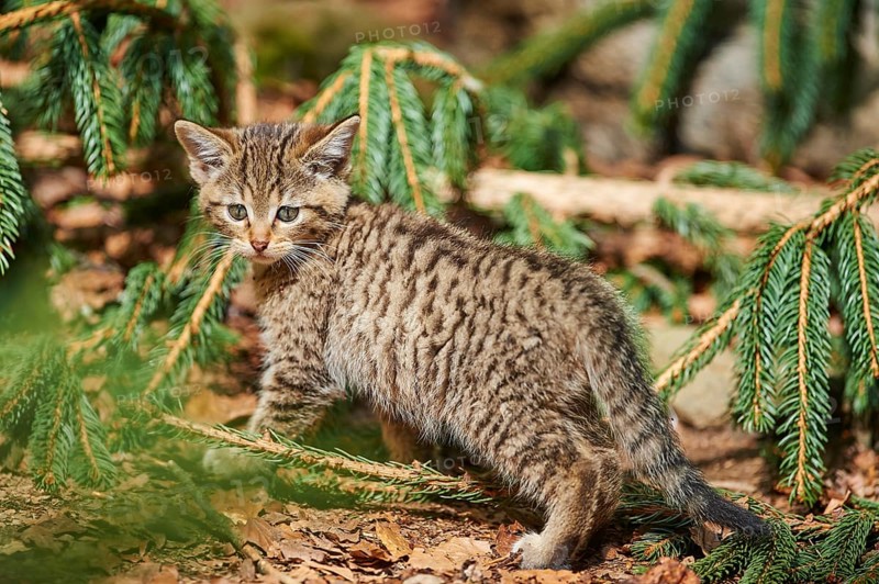 Close-up of European wildcat (Felis silvestris silvestris) kitten in spring in the bavarian forest