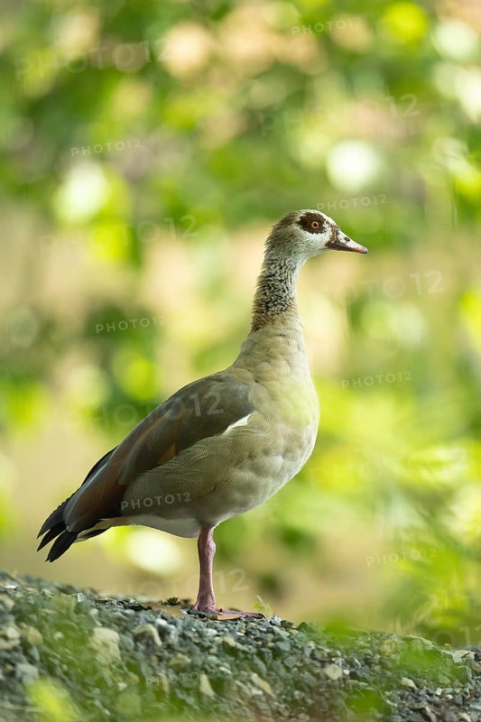 Egyptian goose (Alopochen aegyptiaca) standing, looking to the right, on a bank of pebbles, close-up, profile view, background light sun green, leaves blurred, Dortmund, Germany, Europe