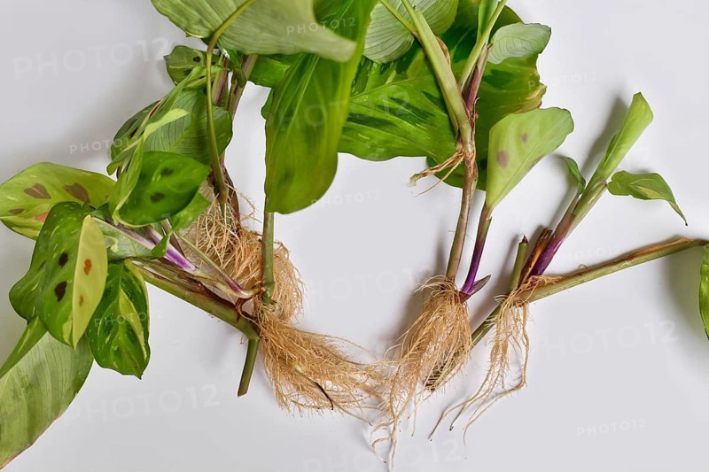 Maranta houseplant cuttings with long bare roots on white background