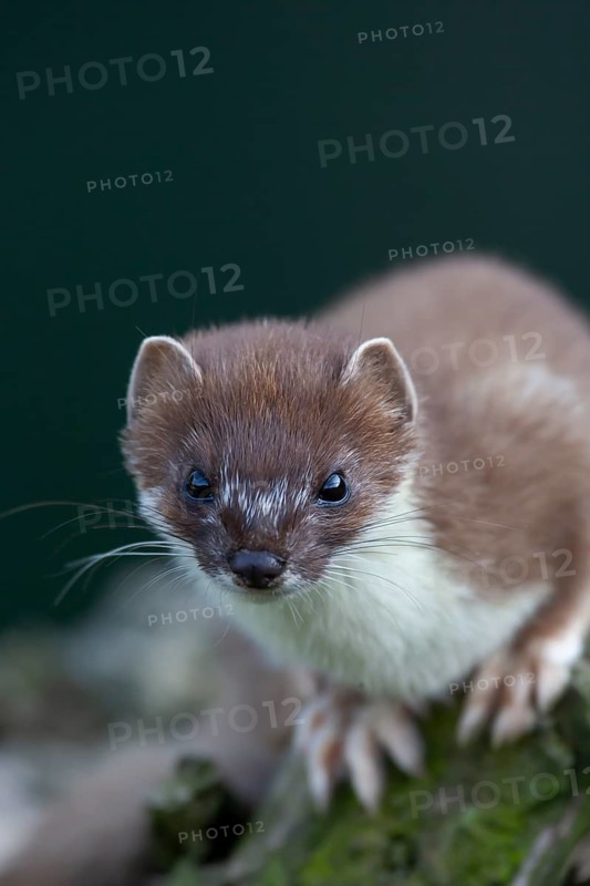 European stoat (Mustela erminea) adult animal portrait, United Kingdom, Europe