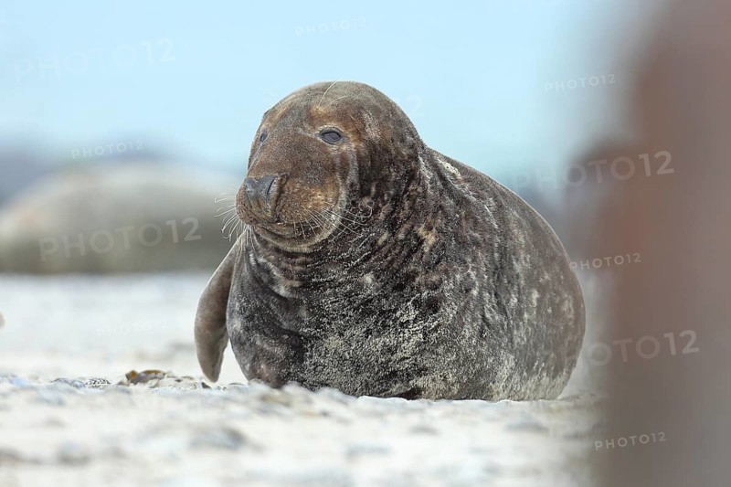 Grey seal (Halichoerus grypus), adult male animal, bull, lying on the beach, Heligoland, dune, North Sea, island, Schleswig-Holstein, Germany, Europe