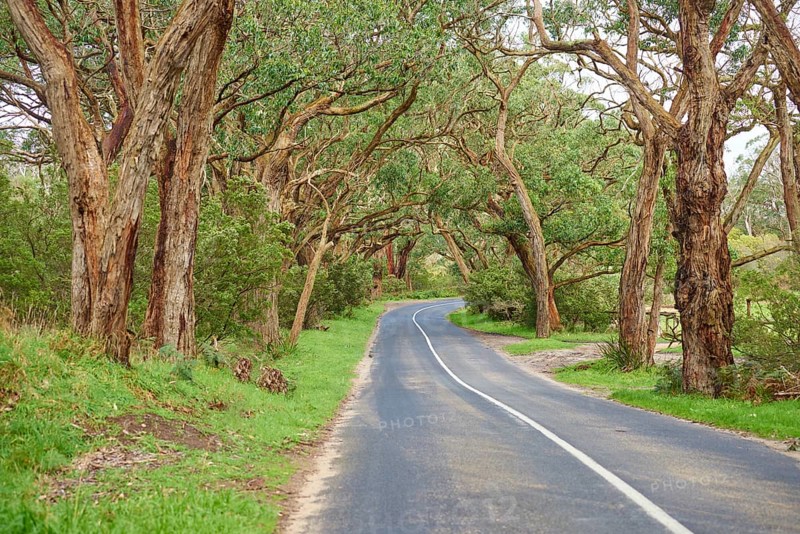 Landscape of a road (Lighthouse Road) going through a Gum tree (Eucalyptus) forest in spring, Great Otway National Park, Australia, Oceania