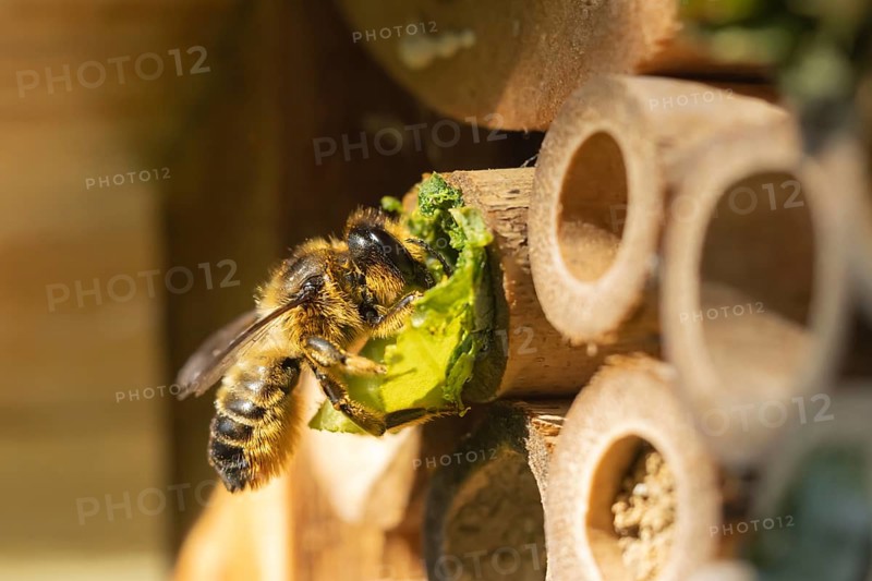 Leafcutter bee (Megachile willughbiella) adult insect filling a hole with a leaf in a garden bee hotel, Suffolk, England, United Kingdom, Europe