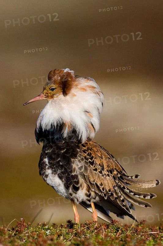 Ruff, ruff plumage, display plumage, courtship display, Norway, Varanger, Varanger Peninsula, Varanger, Norway, Europe