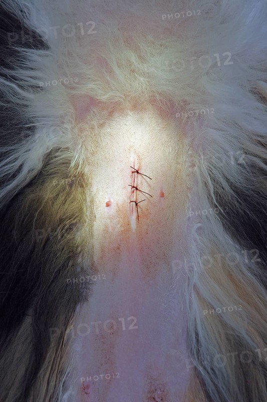 Castration of a cat, vet, Persian cat, sutured wound after castration