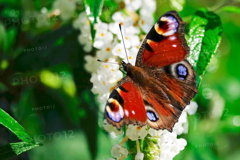 Peacock butterfly (Inachis io), September, Mecklenburg-Western Pomerania, Germany, Europe