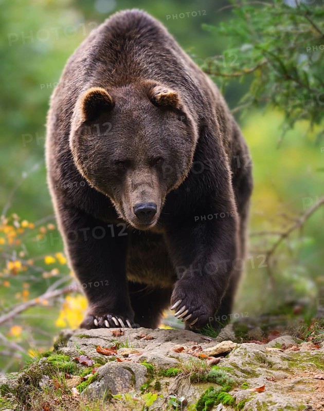 Brown bear (Ursus arctos) running over a rock, captive, Neuschönau enclosure, Bavarian Forest National Park, Bavaria, Germany, Europe
