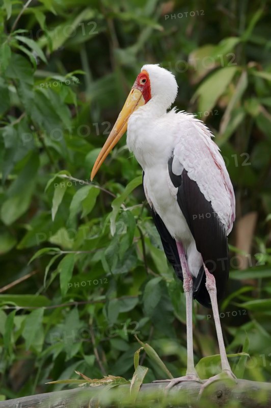 African yellow-billed stork (Mycteria ibis), captive, occurrence in Africa
