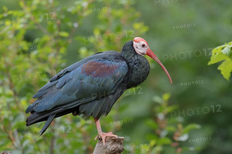 Southern bald ibis (Geronticus calvus), captive, occurrence in Africa