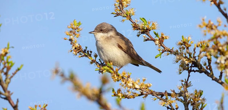 Lesser whitethroat (Sylvia curruca), perch, Quirnheimer Berg, Bad Dürkheim district, Rhineland-Palatinate, Germany, Europe